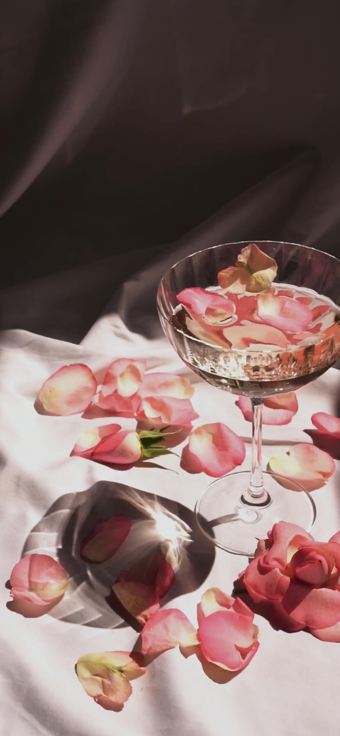 Animated illustration of pink rose petals floating in a crystal cocktail glass on white fabric with cinematic sunlight shadows.