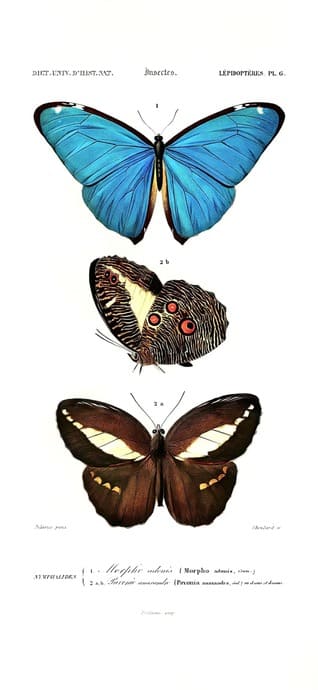 Wissenschaftliche Illustration von drei Schmetterlingen, darunter ein leuchtend blauer Morpho, auf schlichtem weißem Hintergrund.