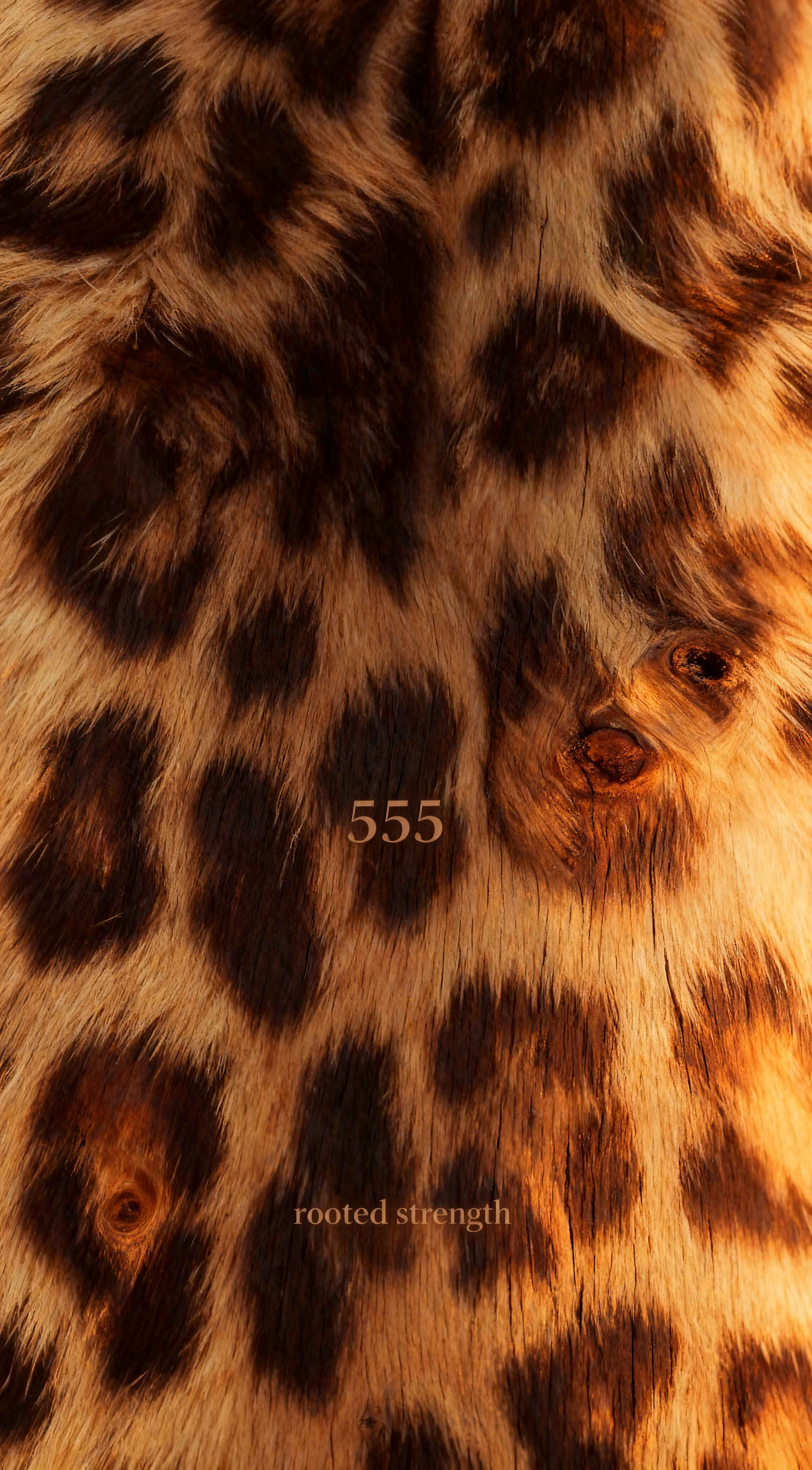Leopard print texture with angel number 555 and text rooted strength in warm brown and orange earthy tones.