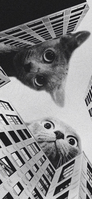 A low-angle, grainy black and white perspective showing two giant cats looking down from between tall city skyscrapers.