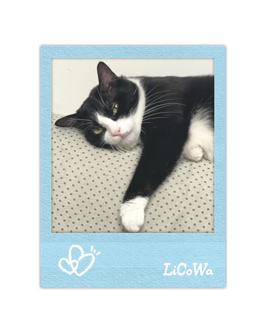 Single photo Polaroid collage template in light blue with white hand-drawn hearts and a tuxedo cat.
