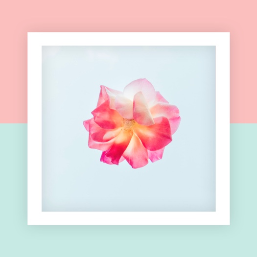 A pink rose centered in a square white frame over a two-tone pastel pink and mint green background.