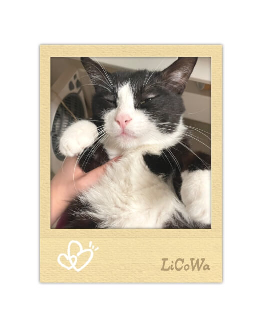 Plantilla de collage de una sola foto estilo Polaroid vintage con textura de papel crema, corazones blancos dibujados y la foto de un gato blanco y negro.