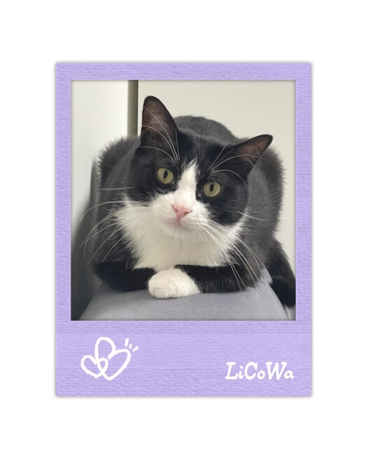 Tuxedo cat in a purple textured Polaroid frame with white heart doodles and a minimalist aesthetic design.