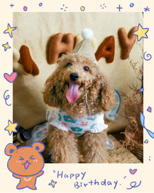 Photo d'un caniche marron avec un chapeau de fête dans un cadre décoré de gribouillis d'étoiles, de cœurs, d'un ours et de l'inscription 'Happy Birthday'.